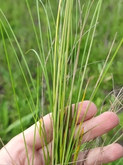 Stipa pennata