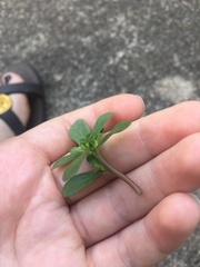 Portulaca