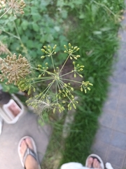 Anethum graveolens