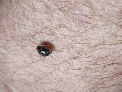 Pangaeus bilineatus