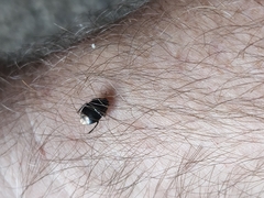 Pangaeus bilineatus