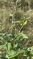 Lithospermum officinale