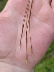 Stipa pennata
