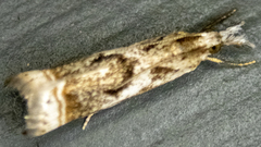 Microcrambus elegans