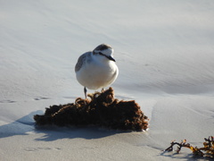 Charadrius marginatus