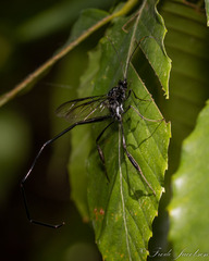 Pelecinus polyturator