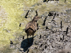 Rallus aquaticus