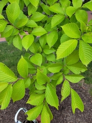 Ulmus