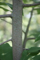 Asimina triloba