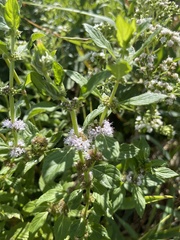 Mentha canadensis