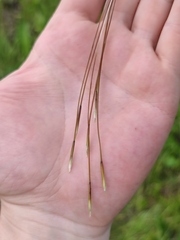 Stipa pennata
