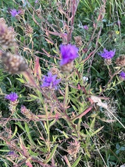 Centaurea jacea
