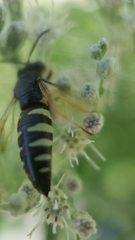 Bicyrtes quadrifasciatus