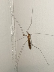 Nephrotoma ferruginea