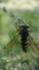 Bicyrtes quadrifasciatus