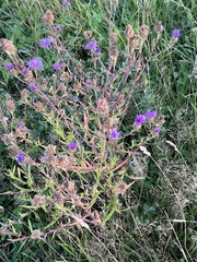 Centaurea jacea