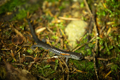 Plethodon wehrlei