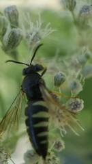 Bicyrtes quadrifasciatus