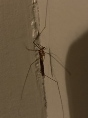 Nephrotoma ferruginea