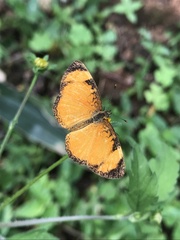 Tegosa anieta