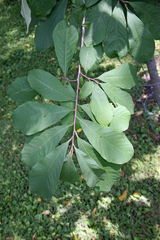 Asimina triloba