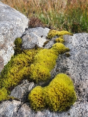 Racomitrium sudeticum