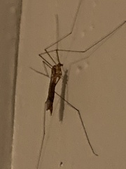 Nephrotoma ferruginea