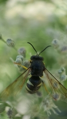 Bicyrtes quadrifasciatus