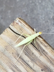 Oecanthus