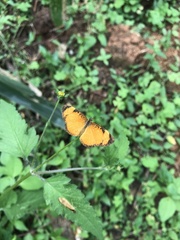 Tegosa anieta