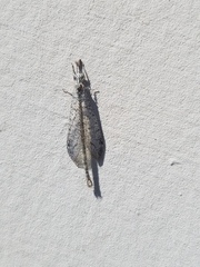 Brachynemurus