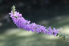 Lythrum salicaria