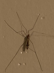 Nephrotoma ferruginea