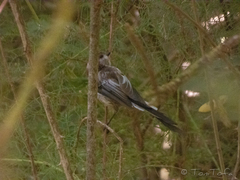 Aegithalos caudatus