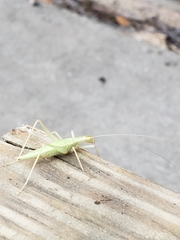 Oecanthus