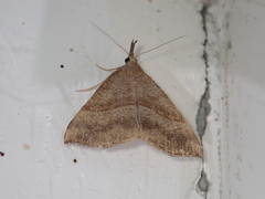 Hypena proboscidalis