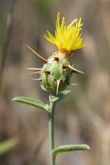 Centaurea sicula