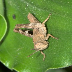 Acrididae