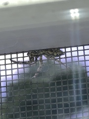 Platycryptus undatus