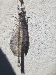 Brachynemurus
