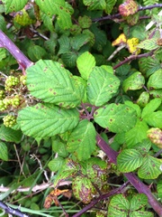 Rubus ulmifolius