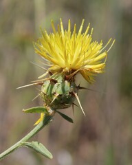 Centaurea sicula
