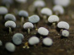 Physarum leucophaeum