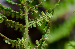 Dryopteris mindshelkensis