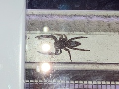 Platycryptus undatus