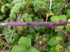 Rubus ulmifolius
