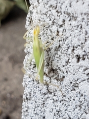 Oecanthus