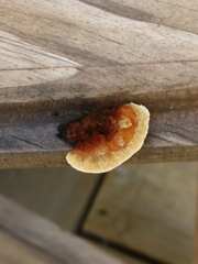 Gloeophyllum sepiarium