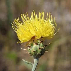 Centaurea sicula