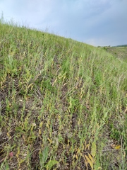 Arabis recta